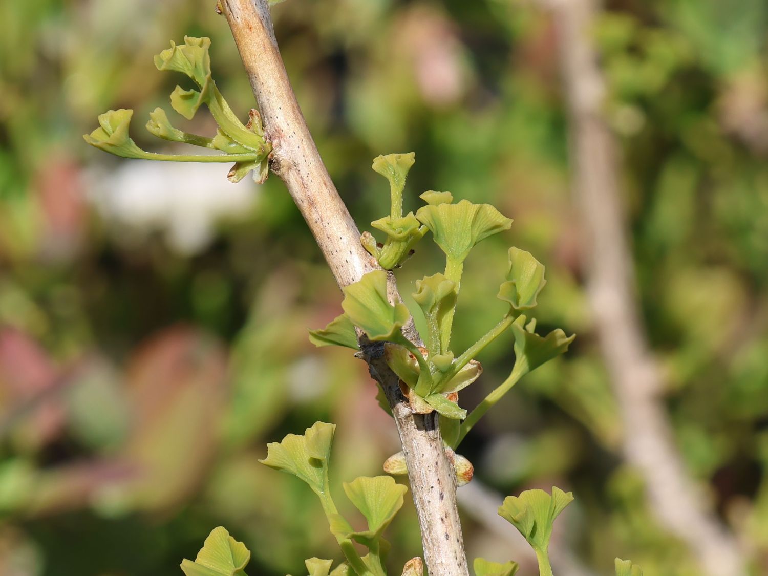 Fächerblattbaum 'Little Leaf' - Ginkgo biloba 'Little Leaf'