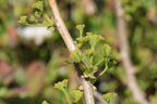 Fächerblattbaum 'Little Leaf' - Ginkgo biloba 'Little Leaf'