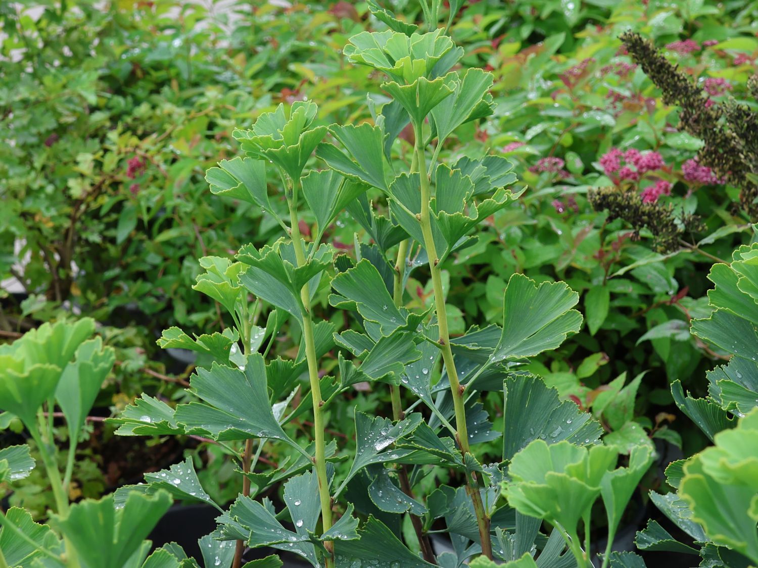 Fächerblattbaum 'Menhir'