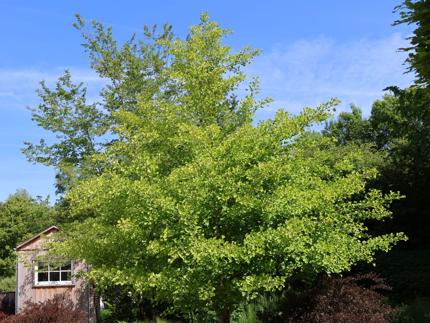 Fächerblattbaum 'Princeton Sentry' - Ginkgo biloba 'Princeton Sentry'