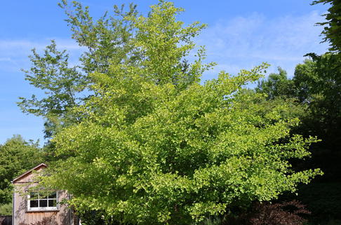 Fächerblattbaum 'Princeton Sentry' - Ginkgo biloba 'Princeton Sentry'