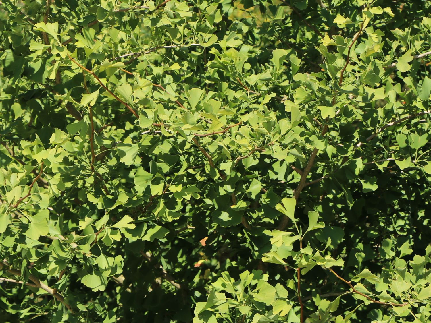 Fächerblattbaum 'Princeton Sentry' - Ginkgo biloba 'Princeton Sentry'