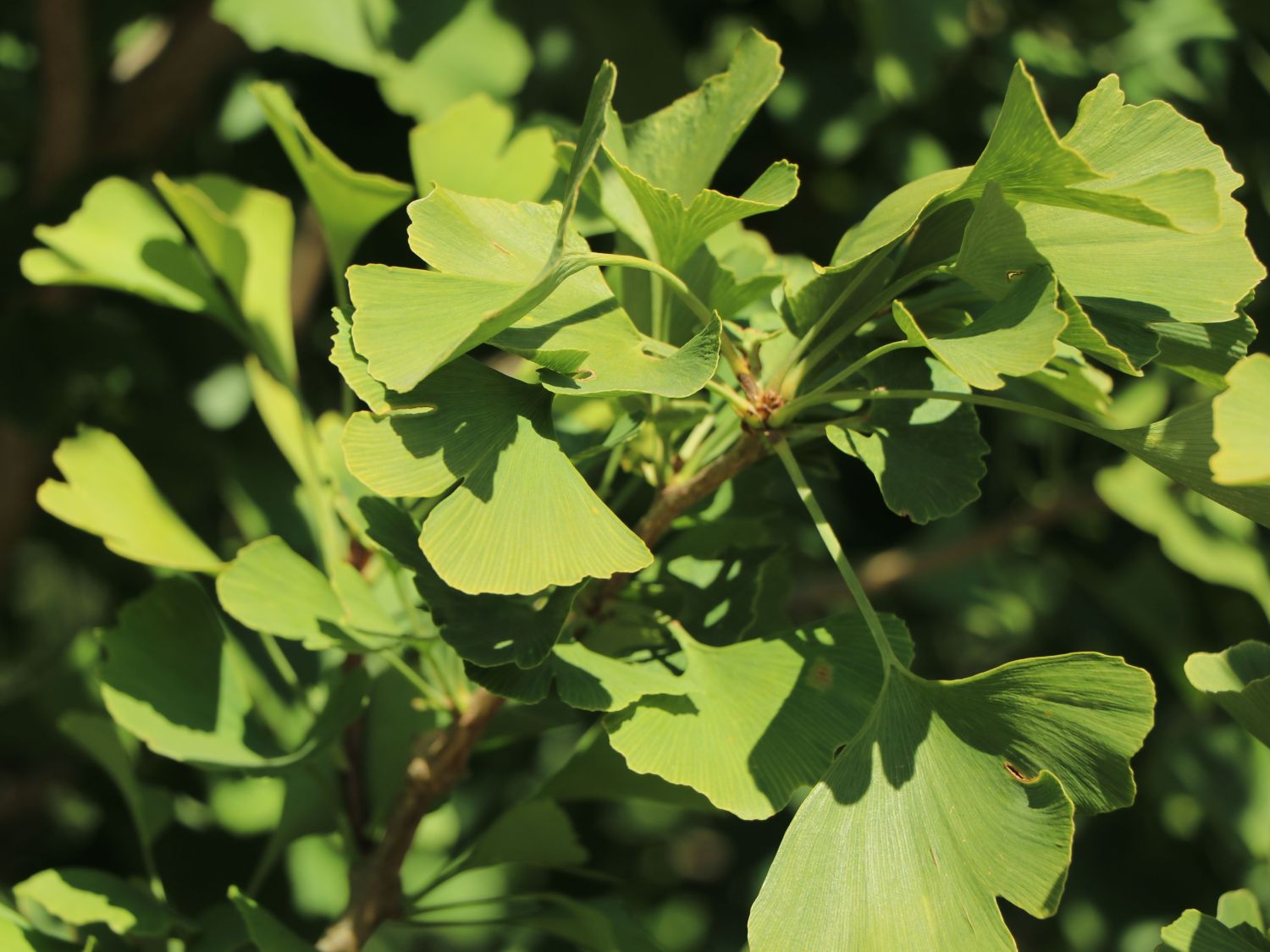 Fächerblattbaum 'Princeton Sentry' - Ginkgo biloba 'Princeton Sentry'