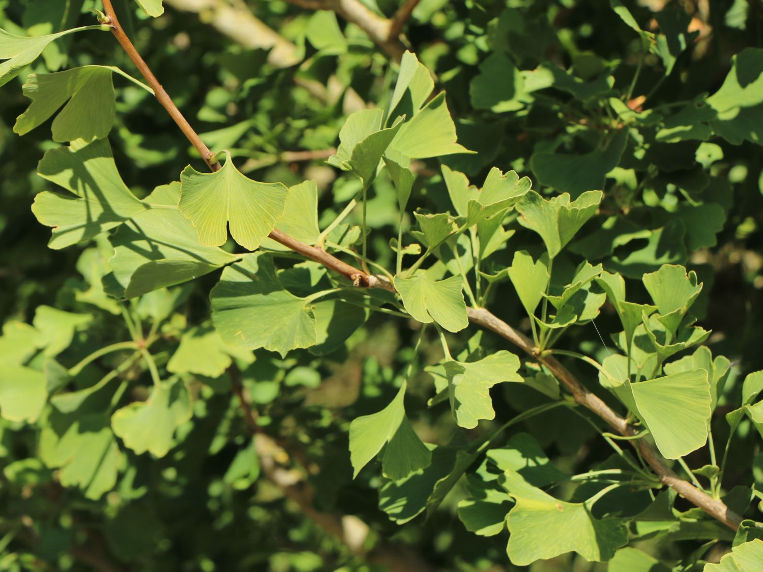 Fächerblattbaum 'Princeton Sentry' - Ginkgo biloba 'Princeton Sentry'