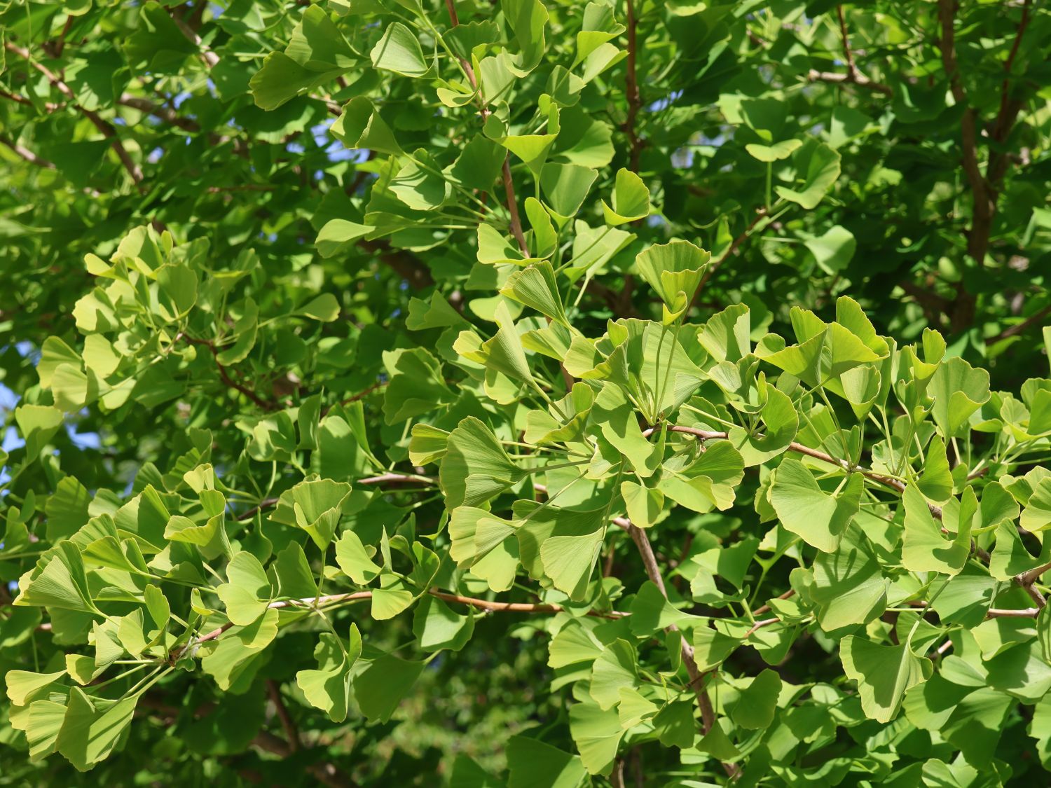 Fächerblattbaum 'Princeton Sentry' - Ginkgo biloba 'Princeton Sentry'