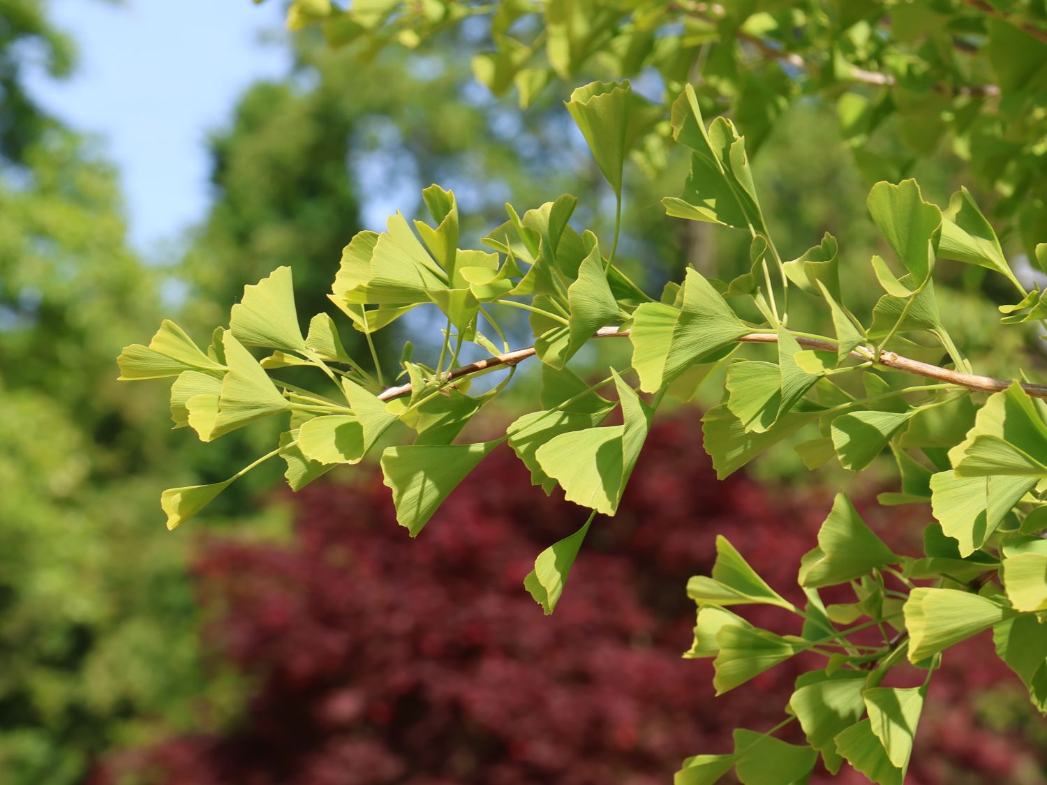 Fächerblattbaum 'Princeton Sentry' - Ginkgo biloba 'Princeton Sentry'