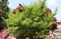 Fächerblattbaum 'Saratoga'
