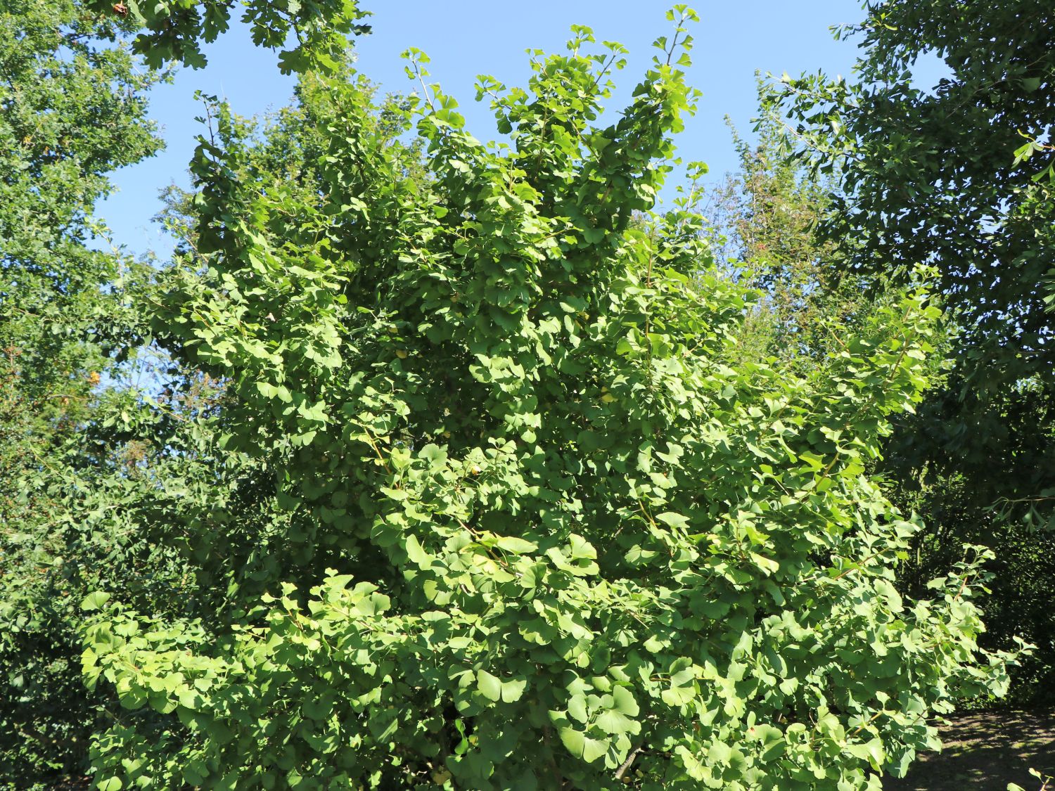 Fächerblattbaum 'Simon'