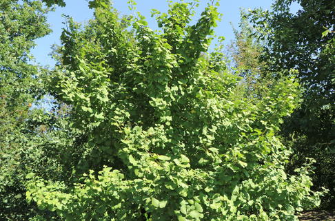 Fächerblattbaum 'Simon' - Ginkgo biloba 'Simon'
