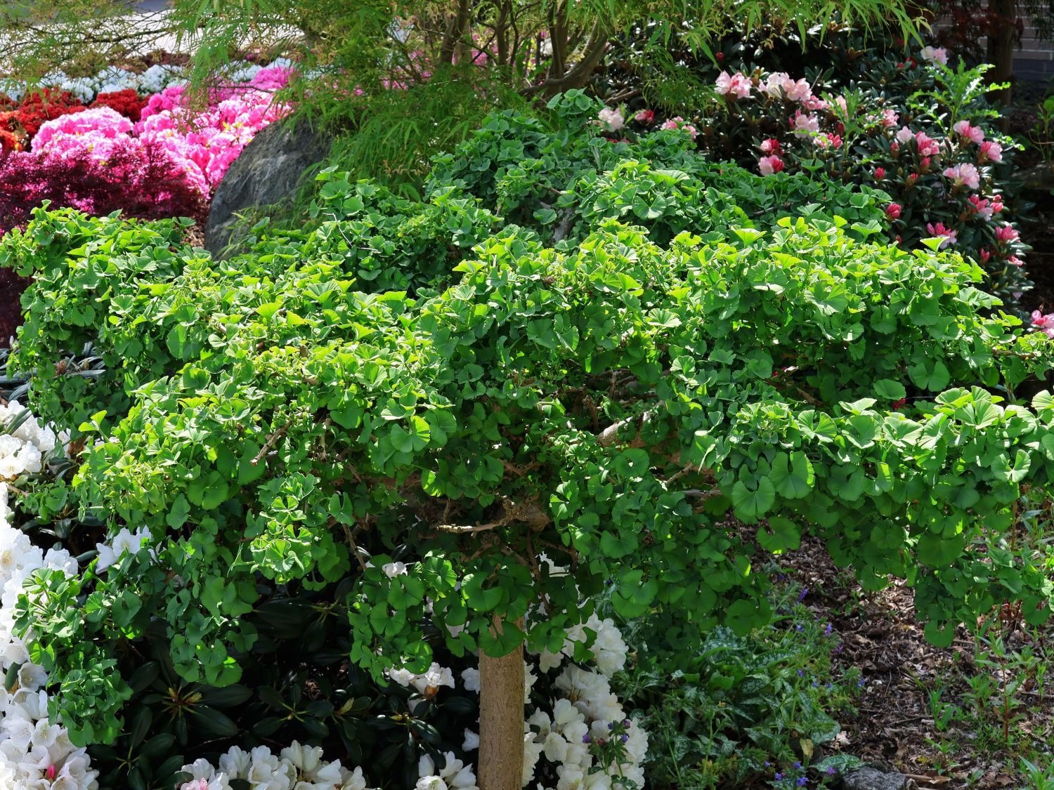 Fächerblattbaum 'Troll'