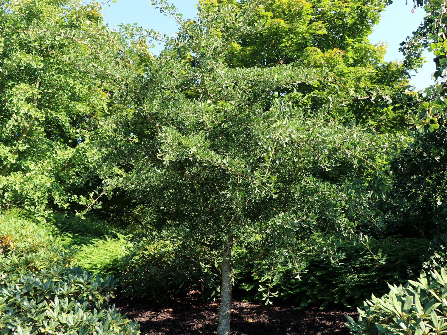 Fächerblattbaum 'Tubifolia'