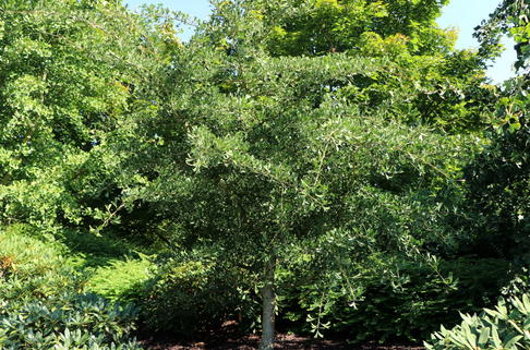 Fächerblattbaum 'Tubifolia' - Ginkgo biloba 'Tubifolia'
