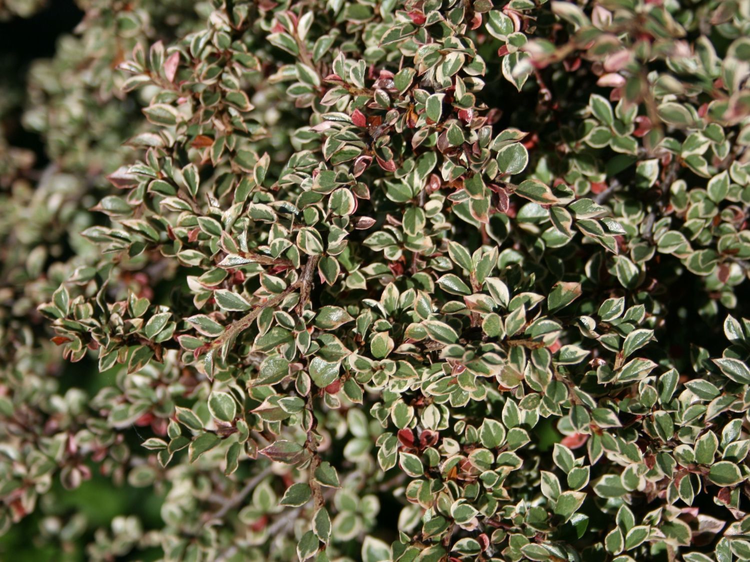 Fächermispel 'Variegatus'