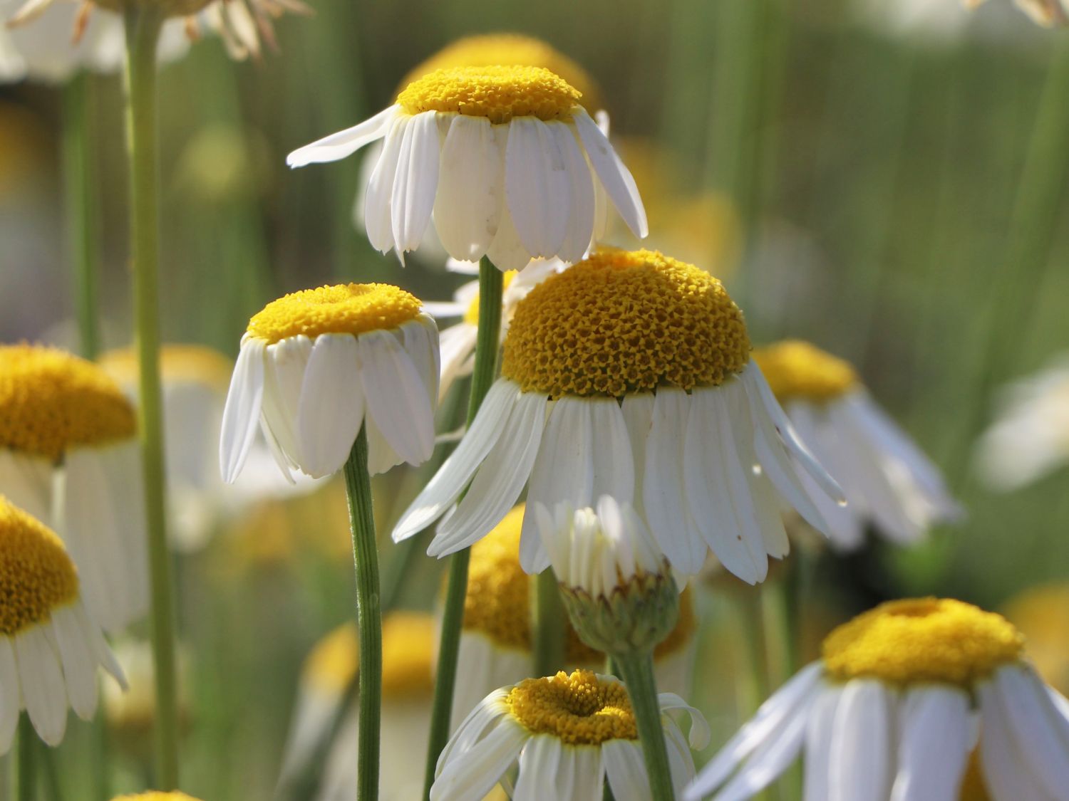Färber-Hundskamille 'Alba'