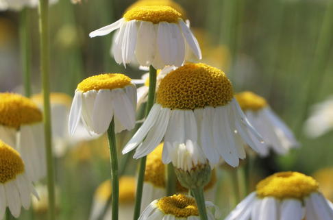 Färber-Hundskamille 'Alba' - Anthemis tinctoria 'Alba'