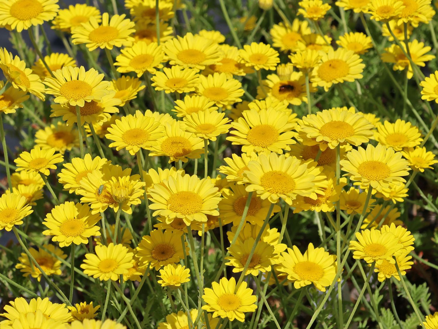 Färber-Hundskamille 'Dwarf Form'