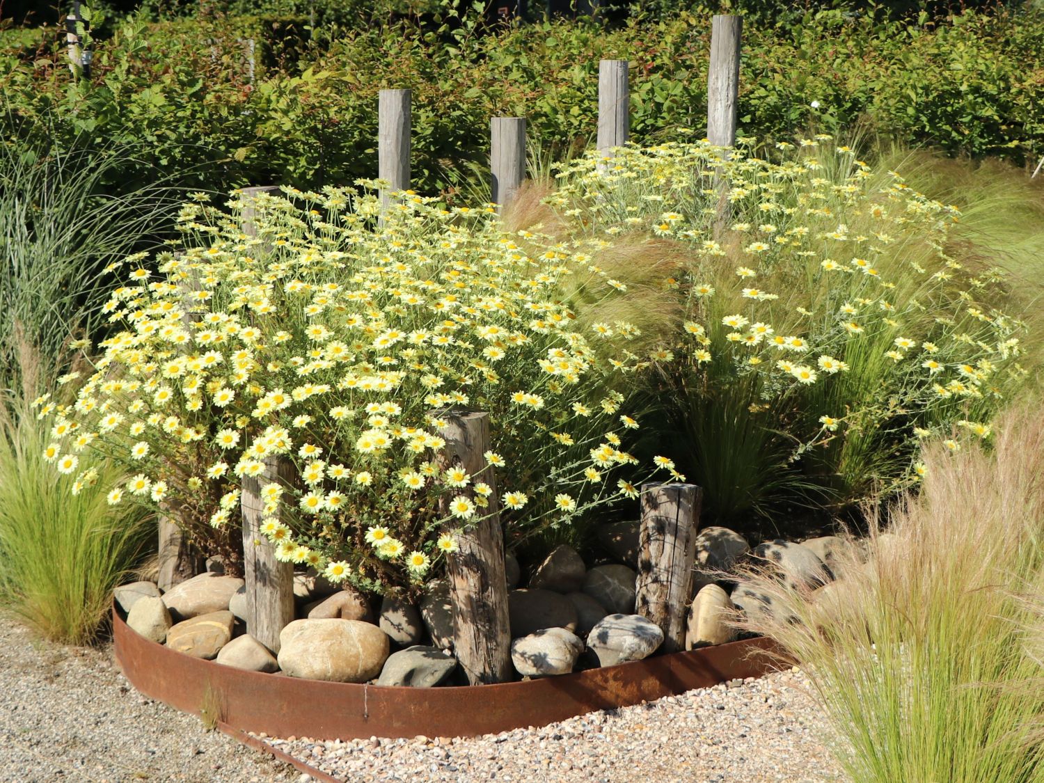 Färber-Hundskamille 'E. C. Buxton'