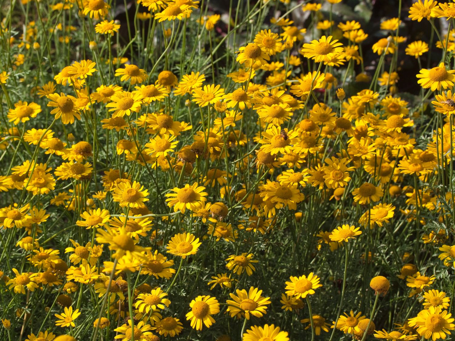 Färber-Hundskamille 'Kelwayi'