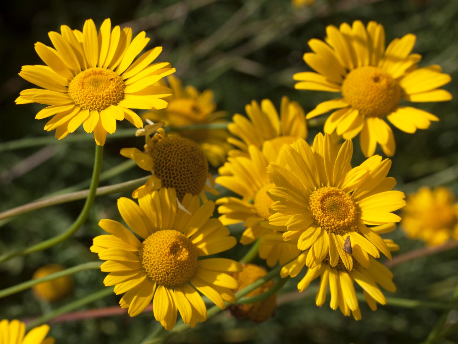Färber-Hundskamille 'Kelwayi' - Anthemis tinctoria 'Kelwayi'