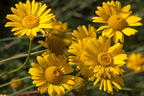 Färber-Hundskamille 'Kelwayi' - Anthemis tinctoria 'Kelwayi'