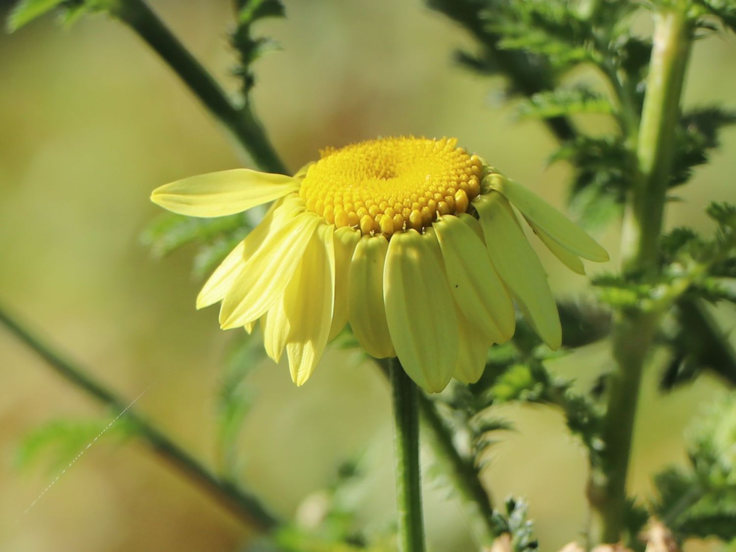 Färber-Hundskamille 'Kelwayi' - Anthemis tinctoria 'Kelwayi'