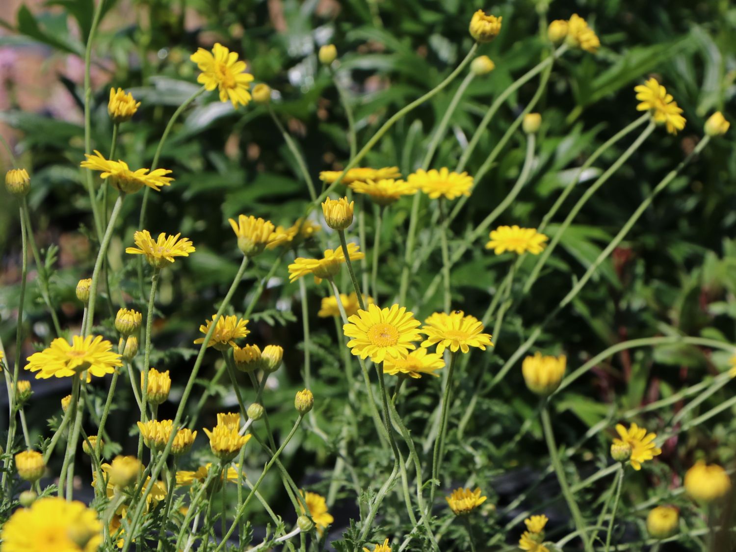 Färber-Hundskamille 'Kelwayi' - Anthemis tinctoria 'Kelwayi'