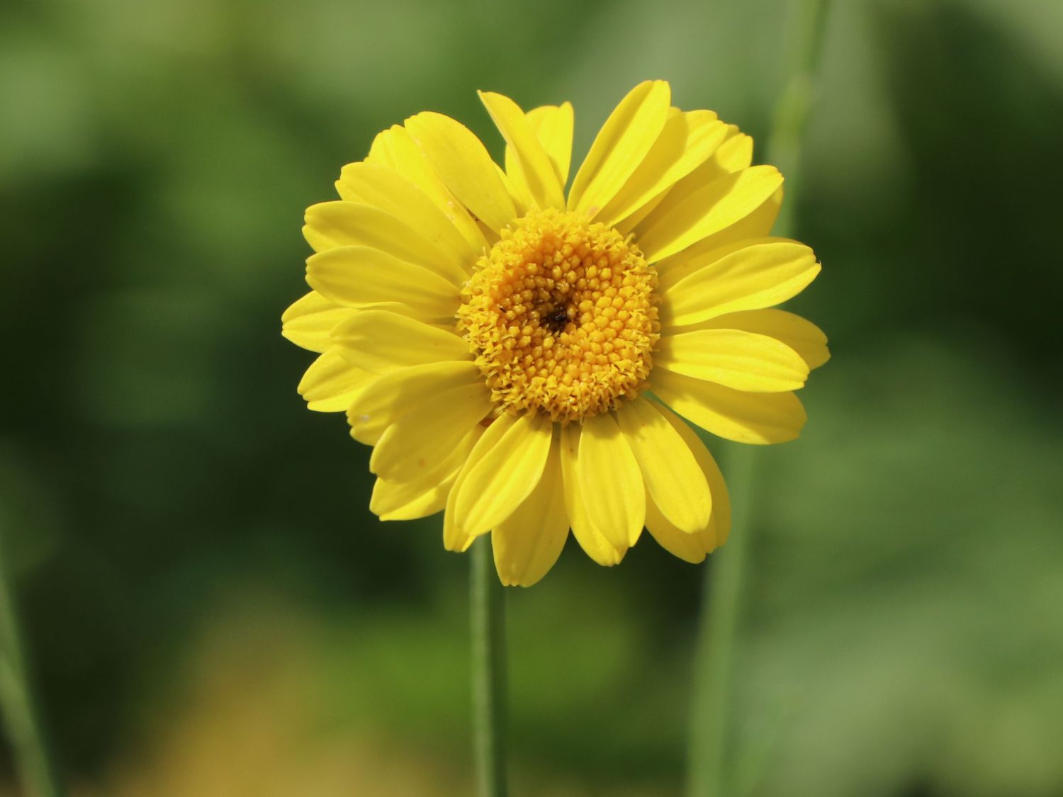 Färber-Hundskamille 'Kelwayi' - Anthemis tinctoria 'Kelwayi'