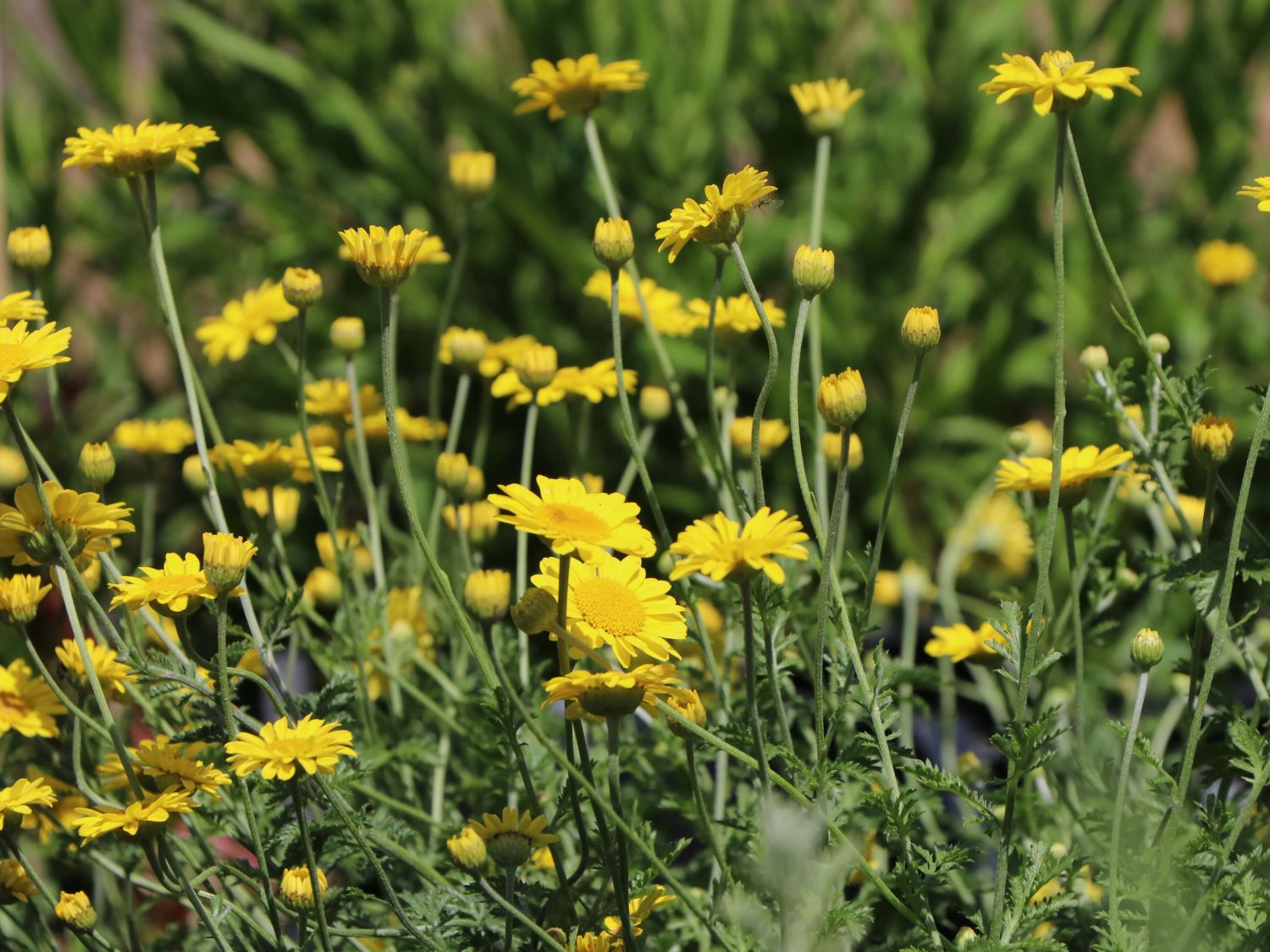 Färber-Hundskamille 'Kelwayi' - Anthemis tinctoria 'Kelwayi'