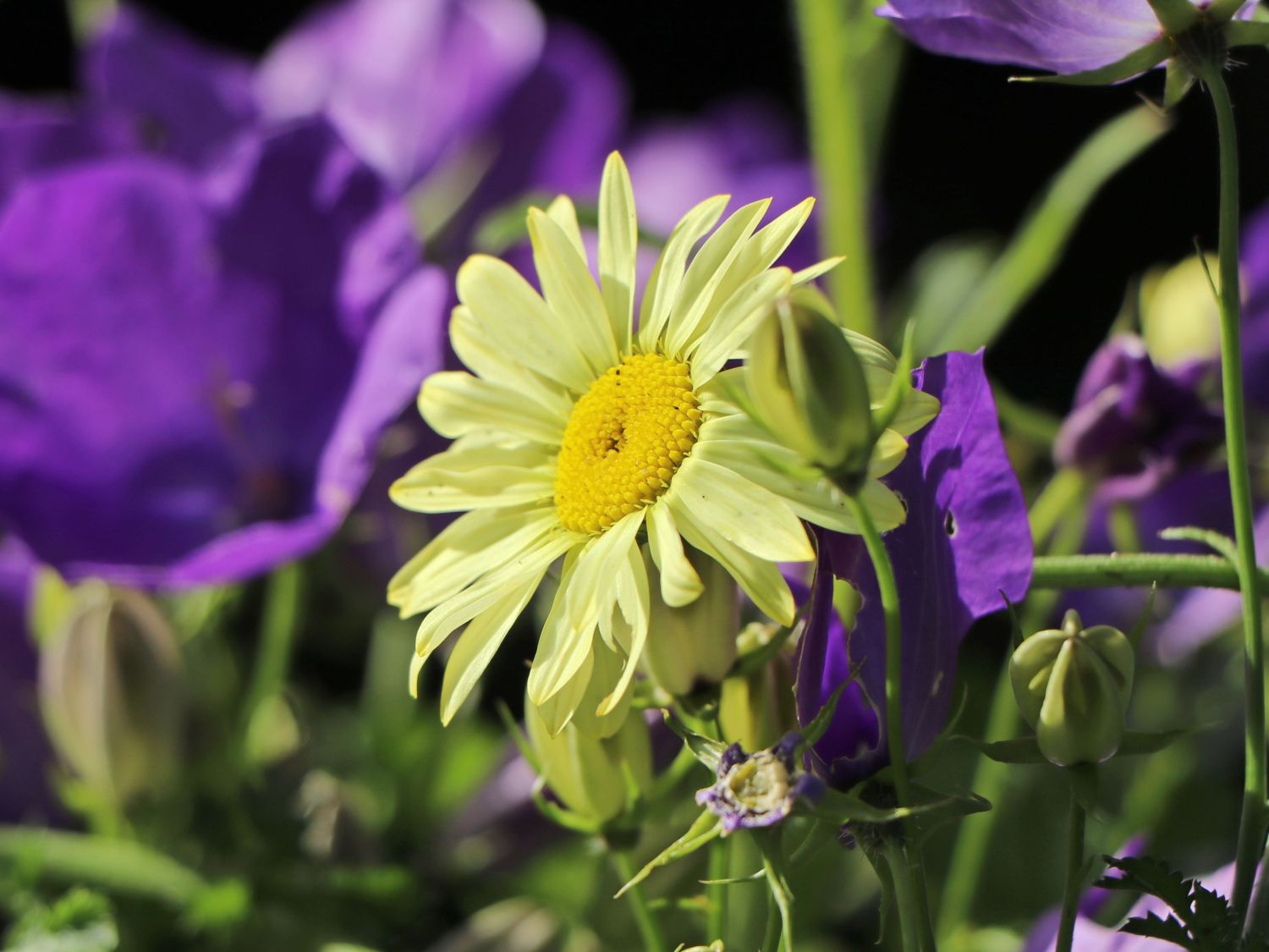 Färber-Hundskamille 'Kelwayi' - Anthemis tinctoria 'Kelwayi'