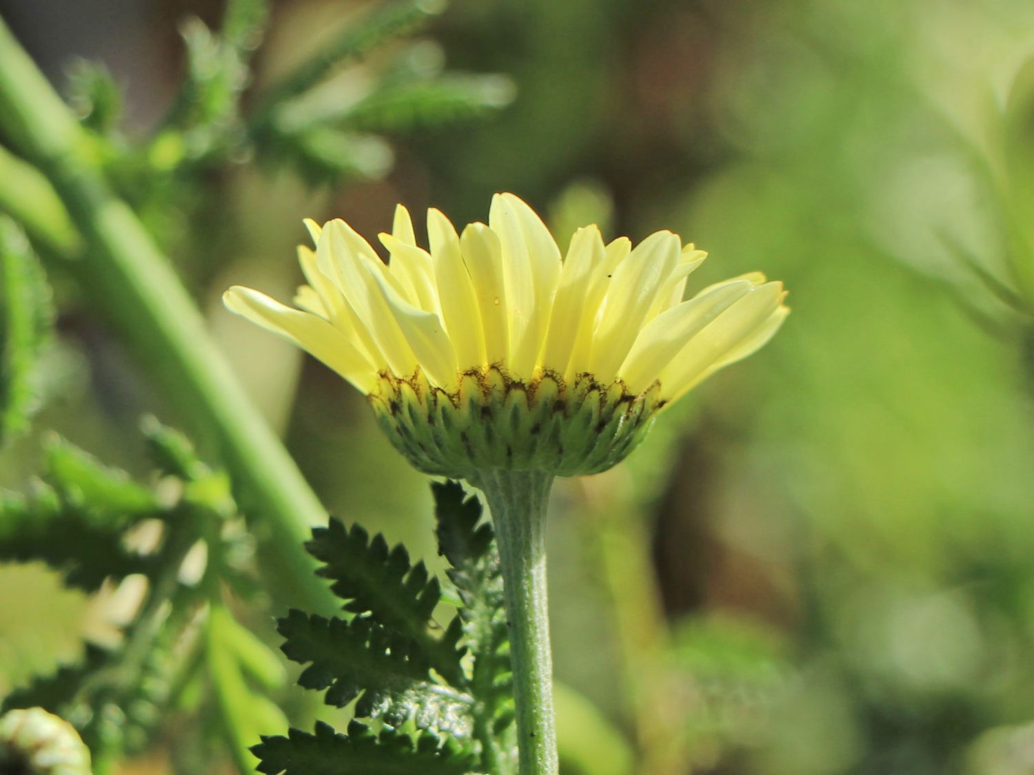 Färber-Hundskamille 'Kelwayi' - Anthemis tinctoria 'Kelwayi'