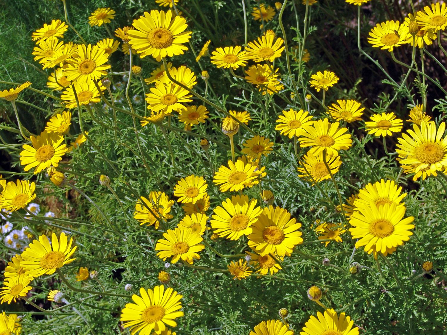 Färber-Hundskamille - Anthemis tinctoria