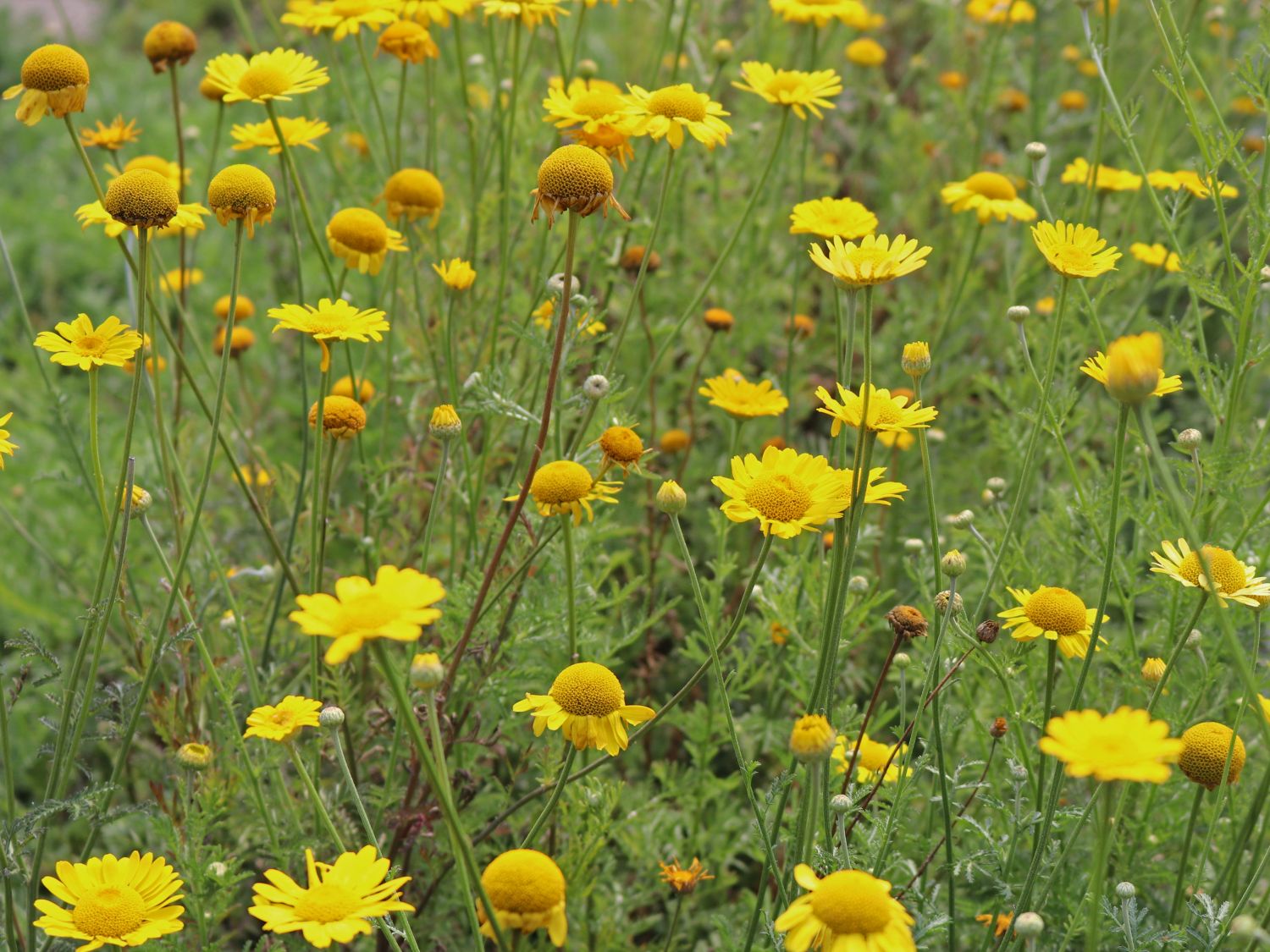 Färber-Hundskamille - Anthemis tinctoria