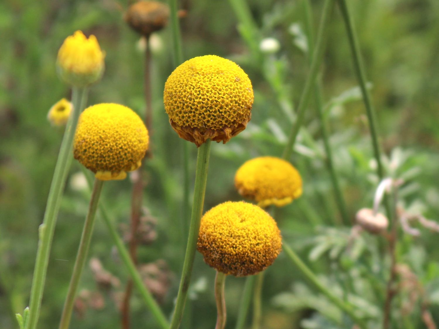 Färber-Hundskamille - Anthemis tinctoria