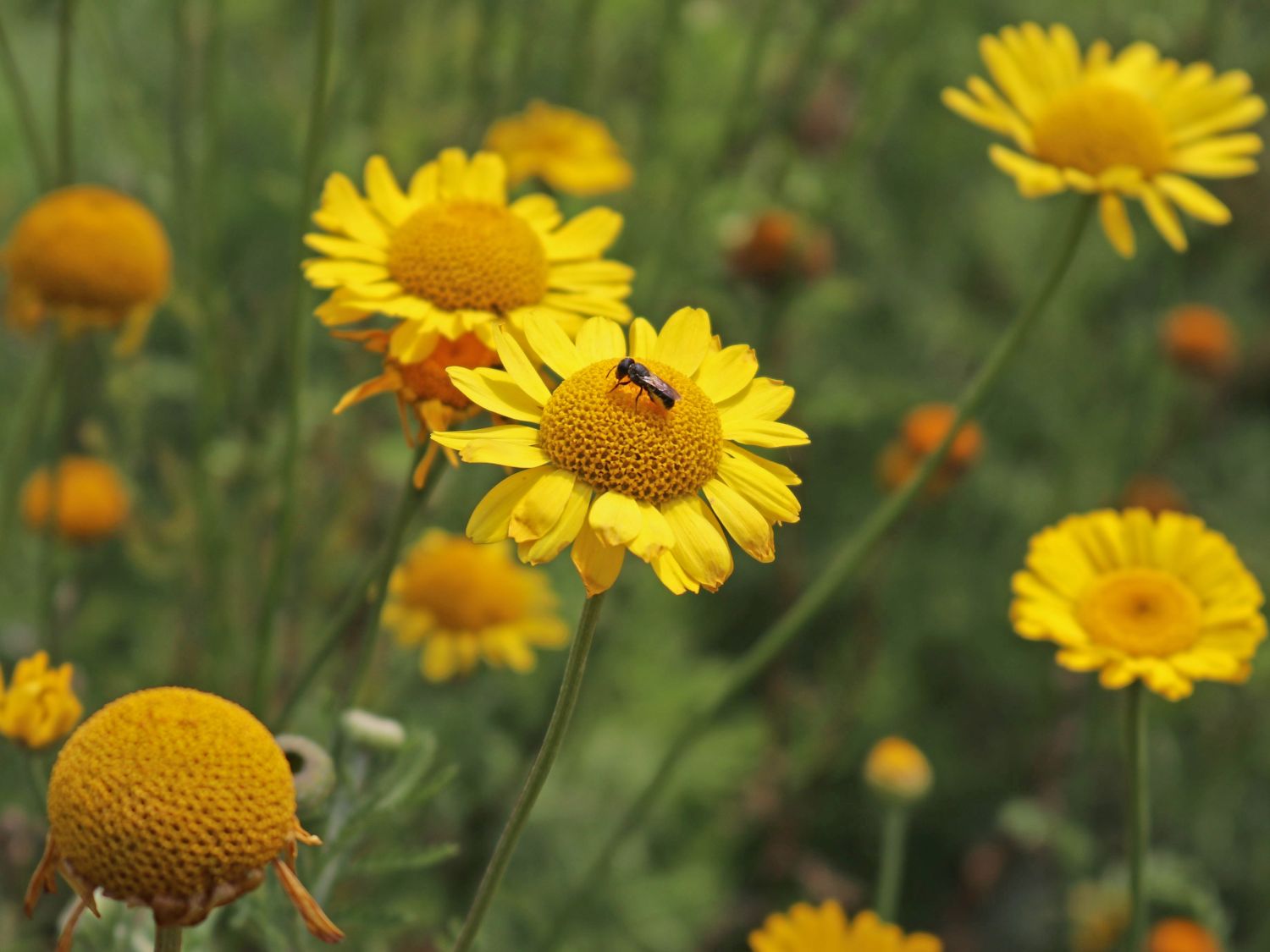 Färber-Hundskamille - Anthemis tinctoria