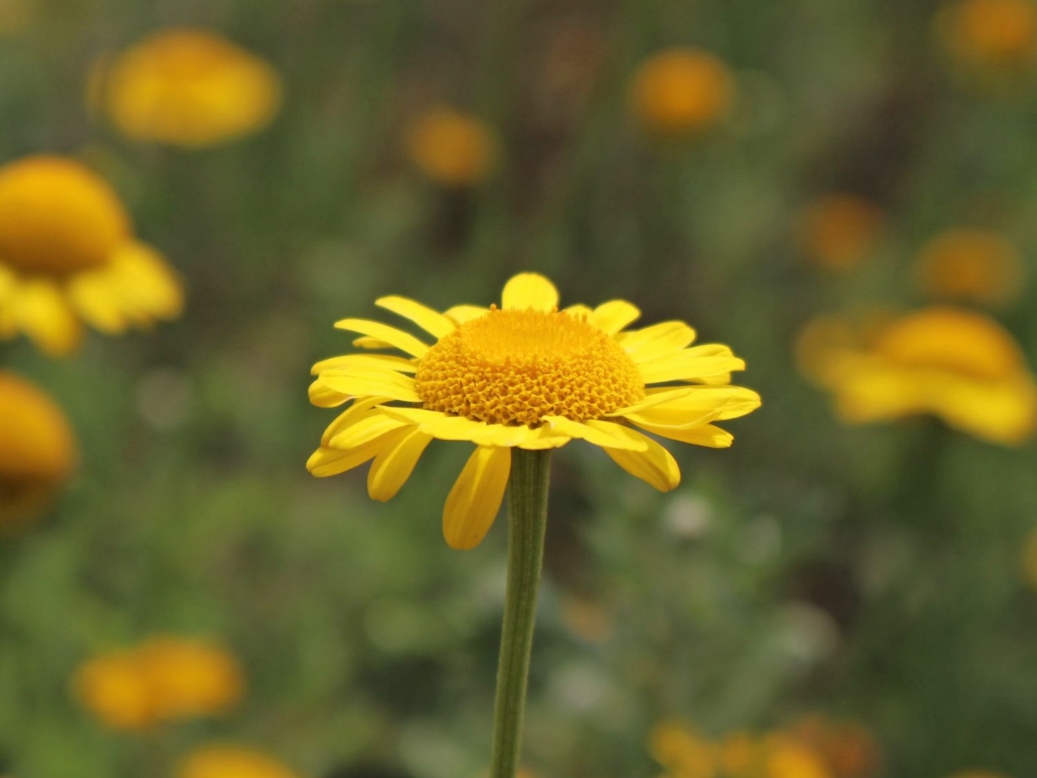 Färber-Hundskamille - Anthemis tinctoria