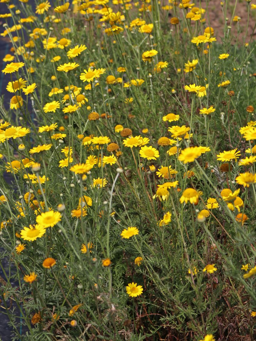 Färber-Hundskamille - Anthemis tinctoria