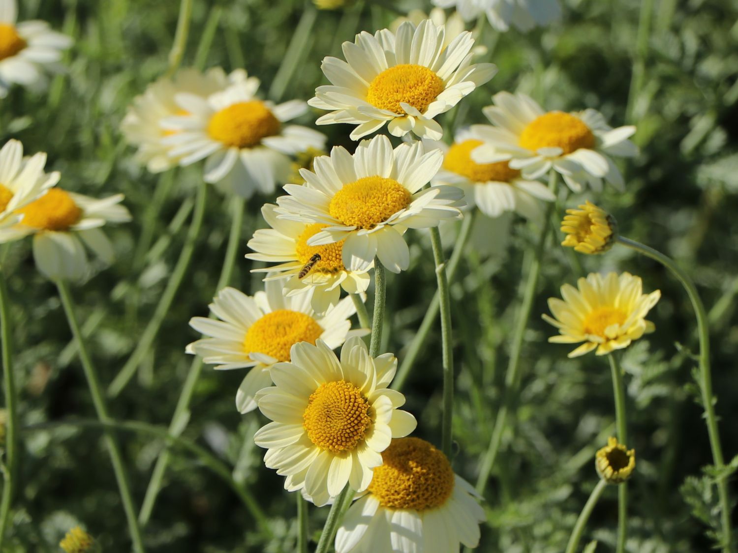 Färber-Hundskamille 'Sauce Hollandaise' - Anthemis tinctoria 'Sauce Hollandaise'