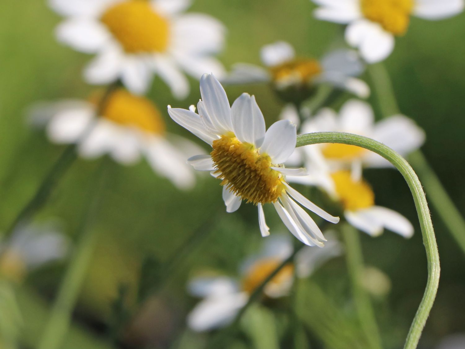 Färber-Hundskamille 'Tetworth' - Anthemis tinctoria 'Tetworth'