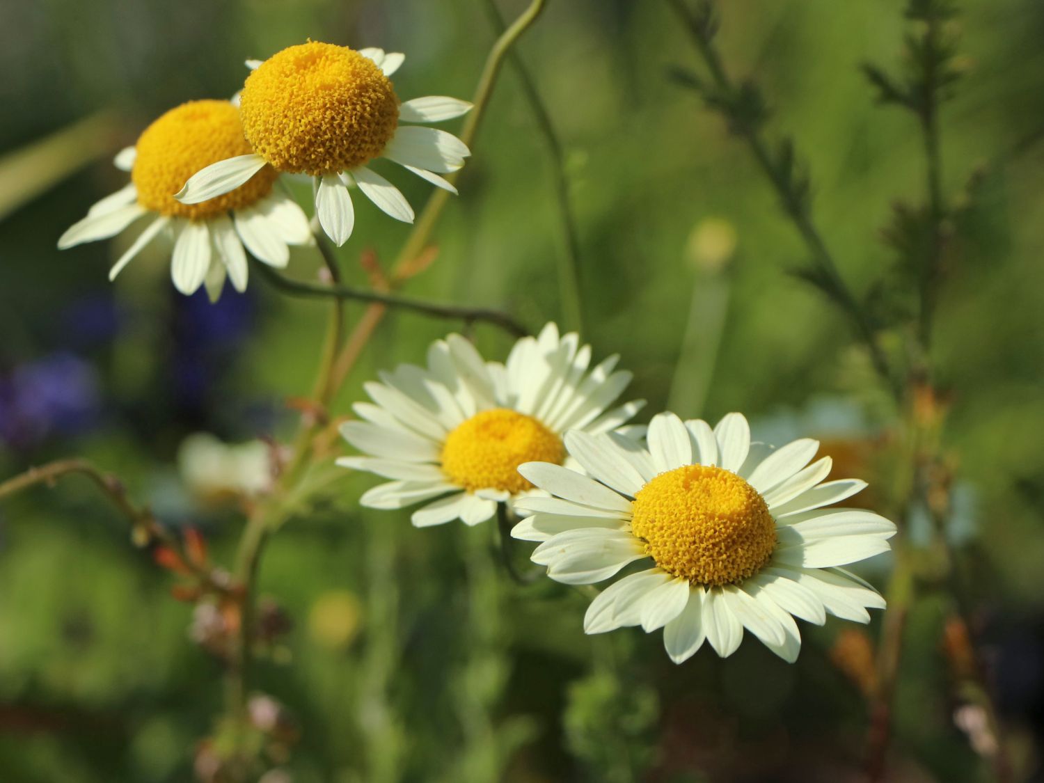 Färber-Hundskamille 'Wargrave'