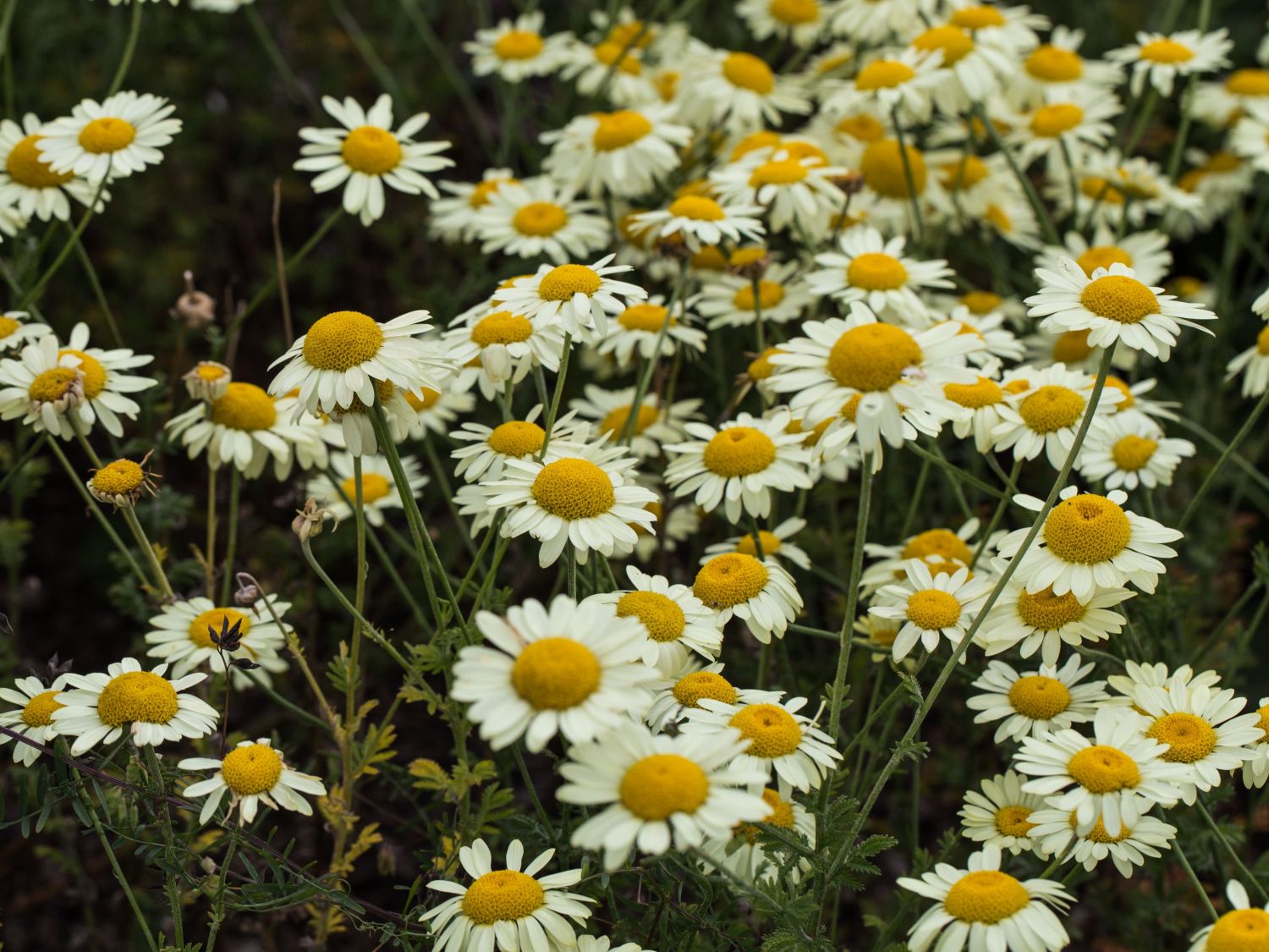 Hundskamillen (Anthemis)
