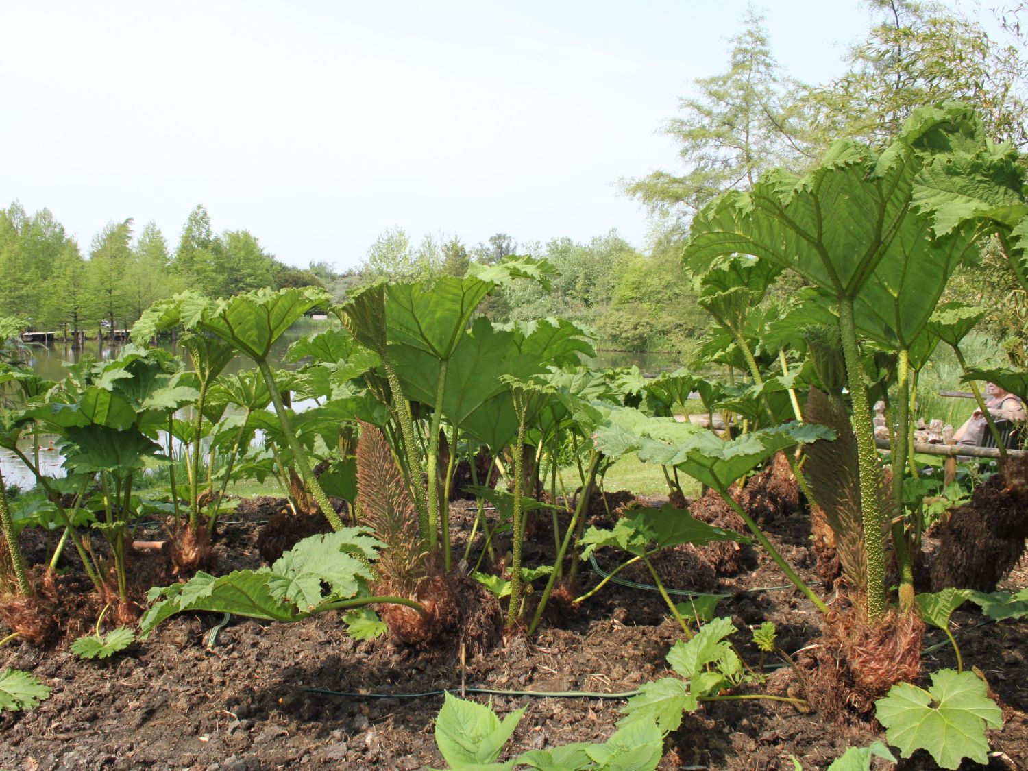 Gunnerales (Gunnerales)