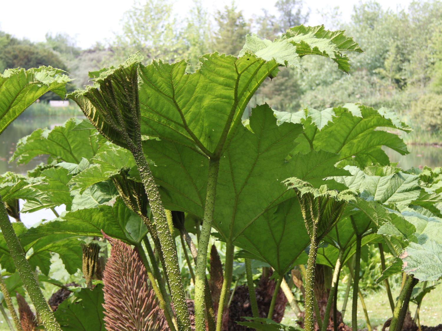 Gunnera (Gunnera)