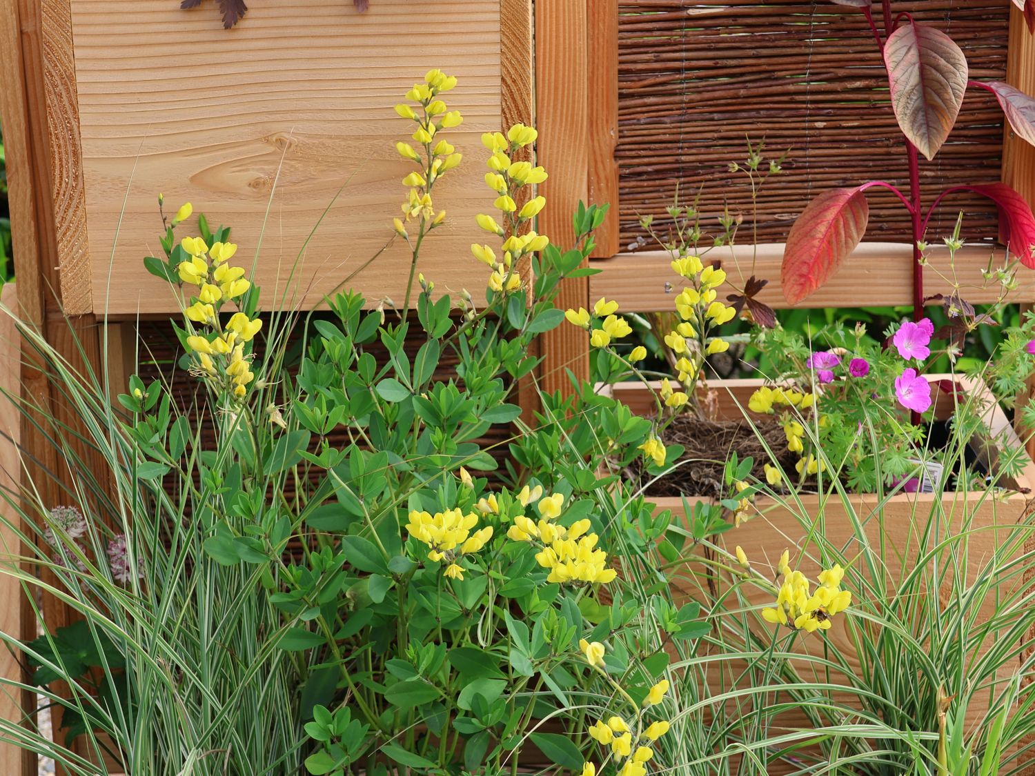 Färberhülse 'American Goldfinch'