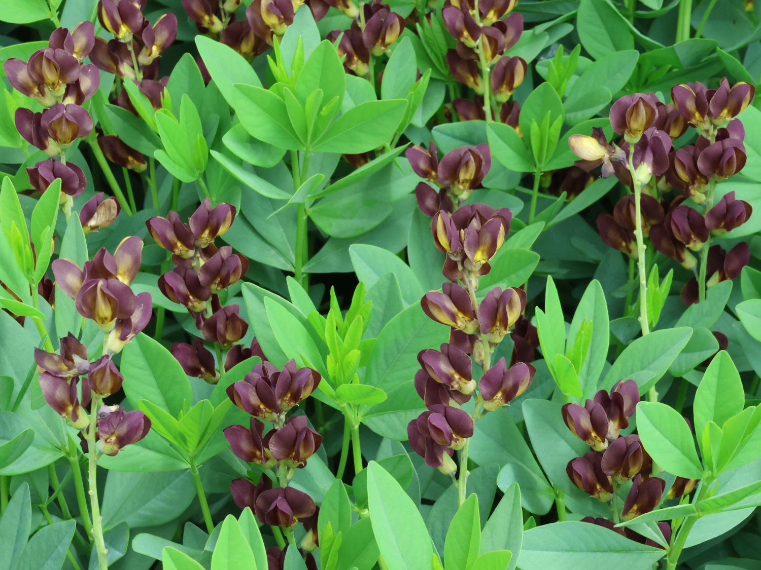 Färberhülse 'Chocolate Chip'