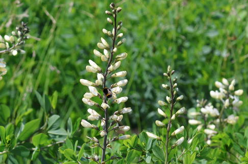 Färberhülse - Baptisia alba var. alba