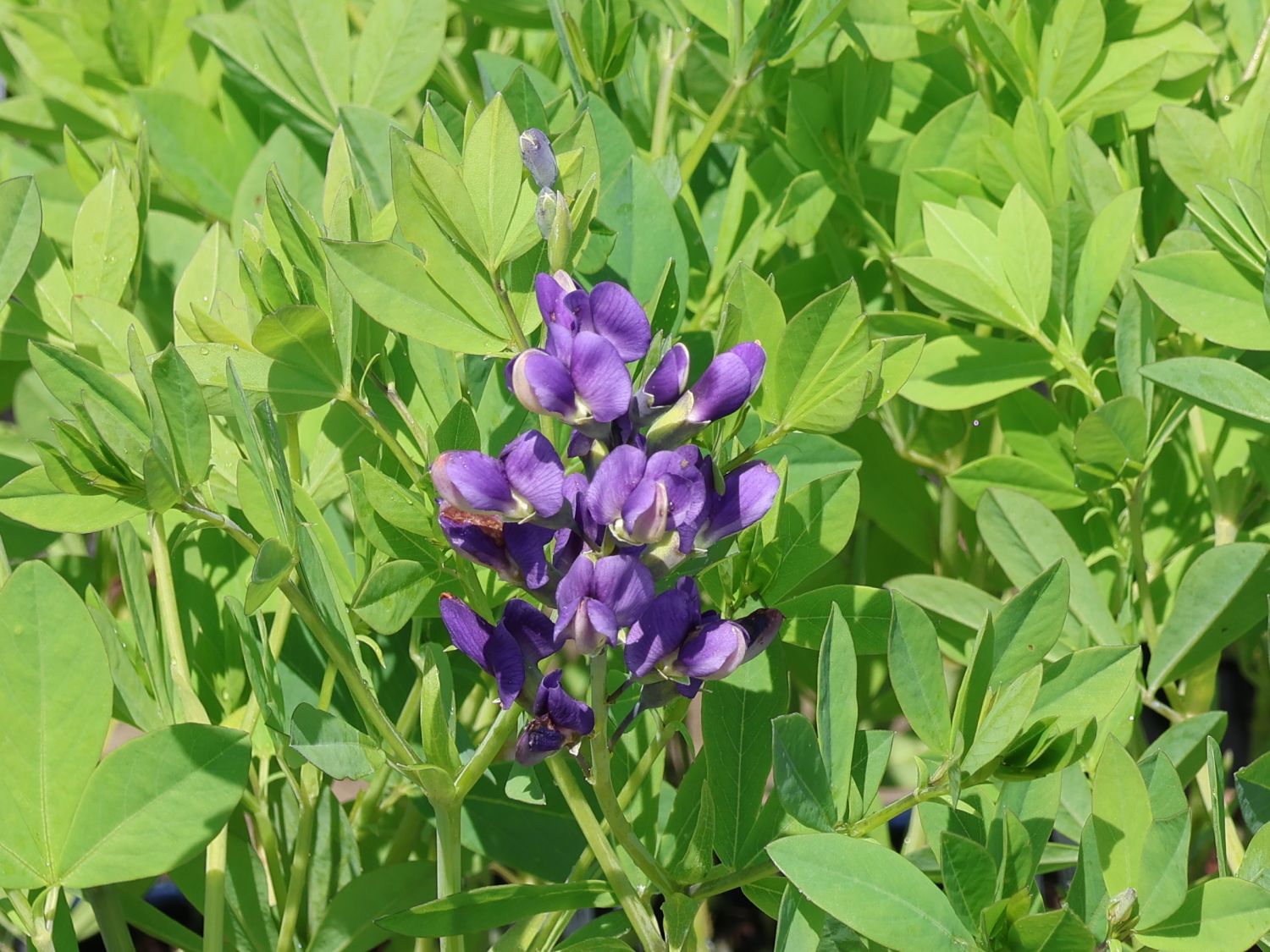 Färberhülse 'Starlite Prairieblues'