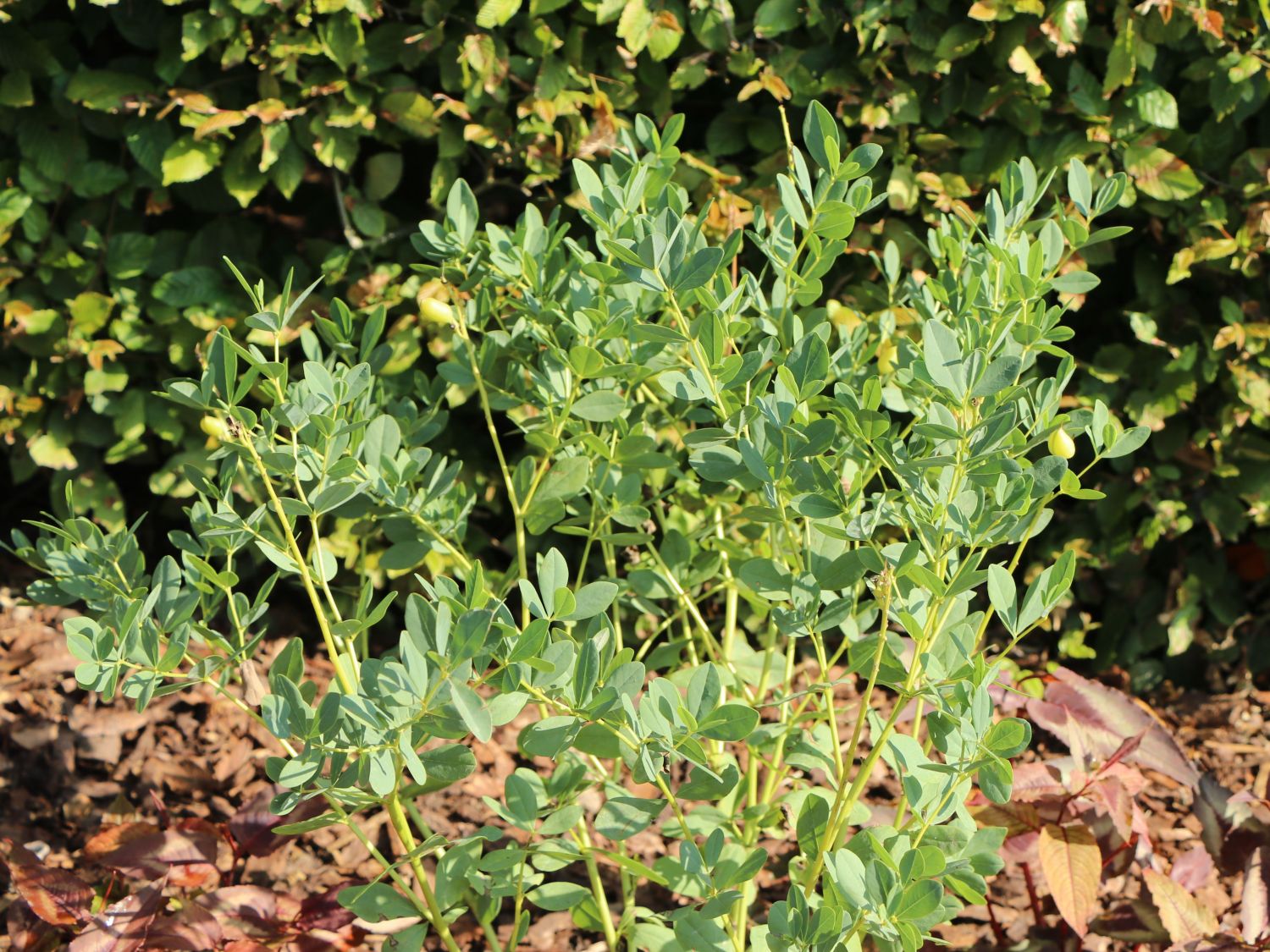 Färberhülse 'Twilite Prairie Blues'