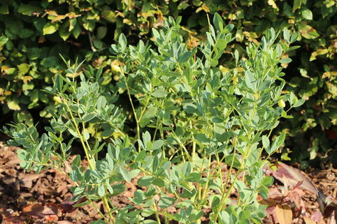Färberhülse 'Twilite Prairie Blues' - Baptisia 'Twilite Prairie Blues'