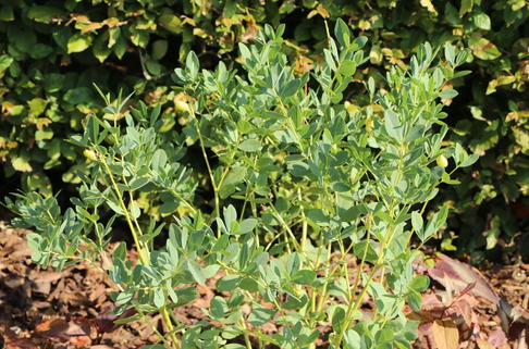 Färberhülse 'Twilite Prairie Blues' - Baptisia 'Twilite Prairie Blues'
