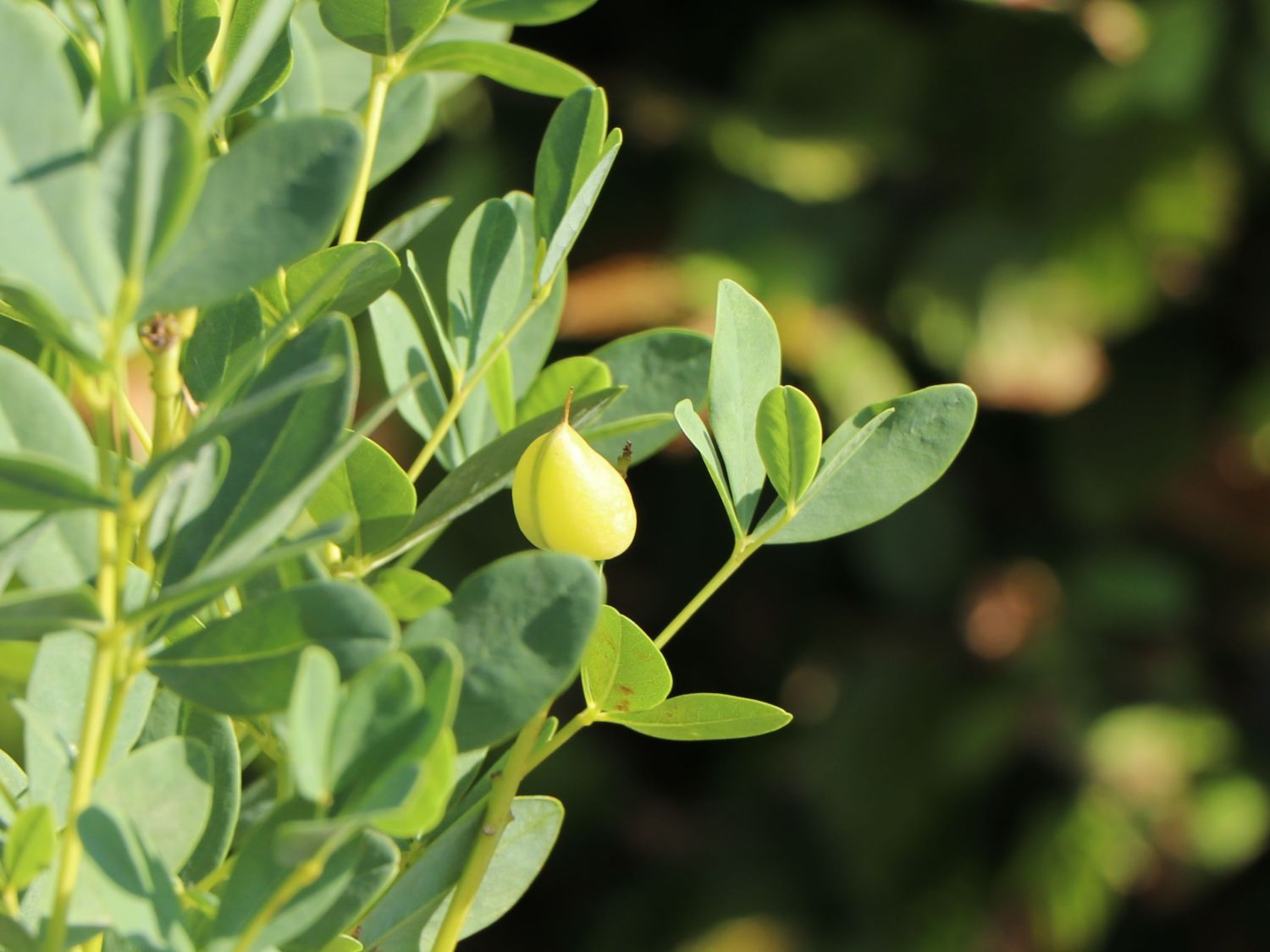 Färberhülse 'Twilite Prairie Blues' - Baptisia 'Twilite Prairie Blues'